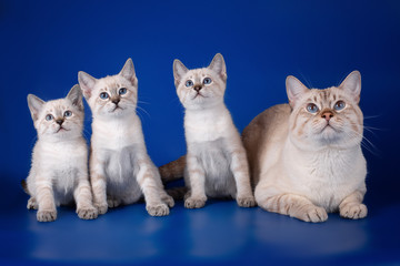 Fototapeta na wymiar Thai tabby cat with tree kitten on a blue background