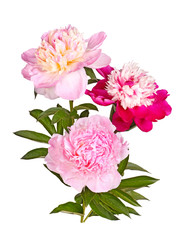 Three red, pink and white peony flowers isolated