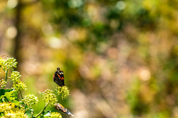 butterfly on flower