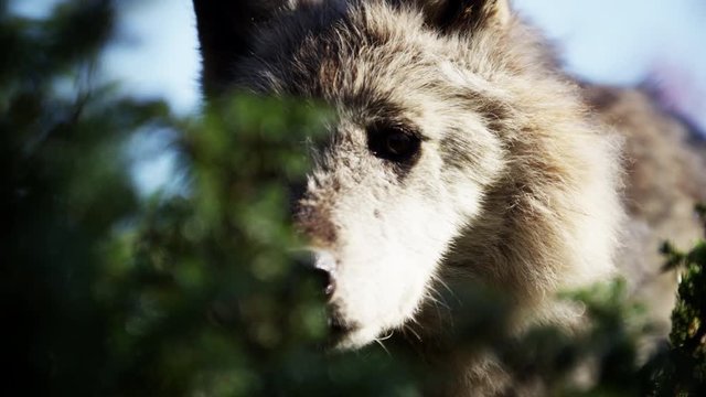 Wild grey wolf scavenging for food outdoor on National Reserve