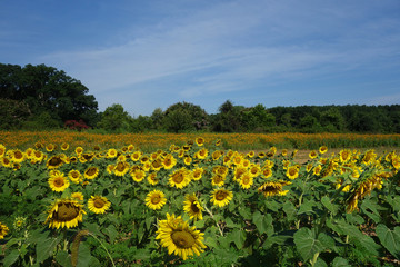 Fototapeta premium Dix Park sunflowers