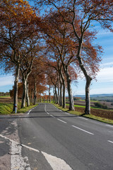 Route de campagne en automne avec alignement de platanes, virage, sans voitures, Tarn, France