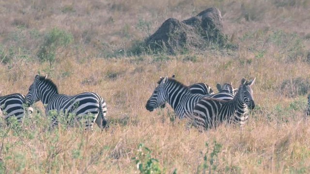 Zebra kicking other zebras while walking in Maasai Mara