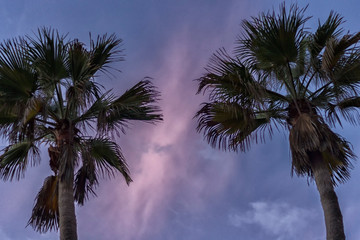Fototapeta na wymiar palm at sunset