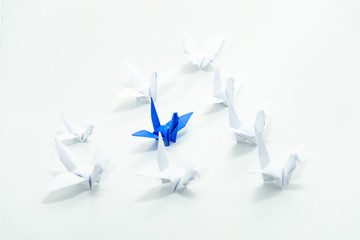 Close up blue bird flying different through a group of white bird,Leadership concept.