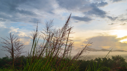 Obraz premium Grasses in the morning and mist.