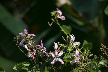 Pink flower or Bauhinia flower