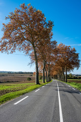 Ligne droite campagne avec ligne blanche continue, alignement de platanes sans voiture, autmne, Tarn, France