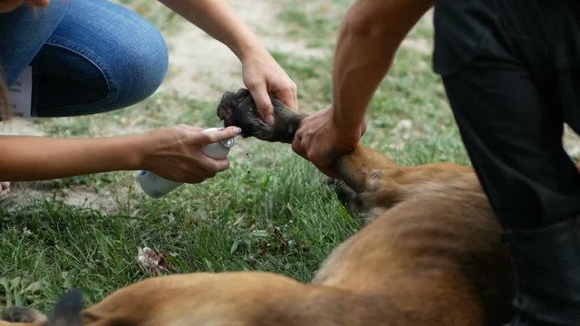 doctor draws a tampon stopping the blood from the wound on the dog's paw and treats it with a spray