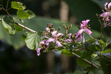 Pink flower or Bauhinia flower