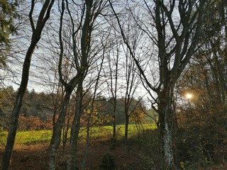 Obraz premium kahle_Bäume