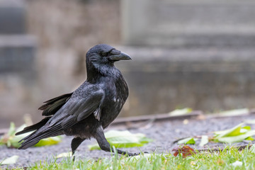 Close up shot of Black Carrion Crow (Corvus corone)