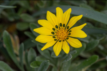 Close-up of a Gazania flower(treasure flower) on green background