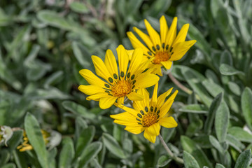 Close-up of a Gazania flower(treasure flower) on green background
