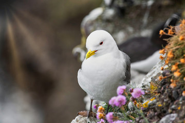 Kittiwake (Rissa tridactyla) on the cliffs of the Isle of May