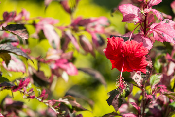 Close up of red Hibiscus rosa-sinensis