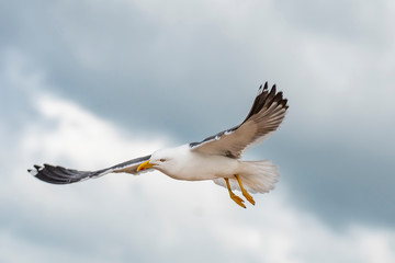 Lesser black-backed gull (Larus fuscus)in flight against sky background
