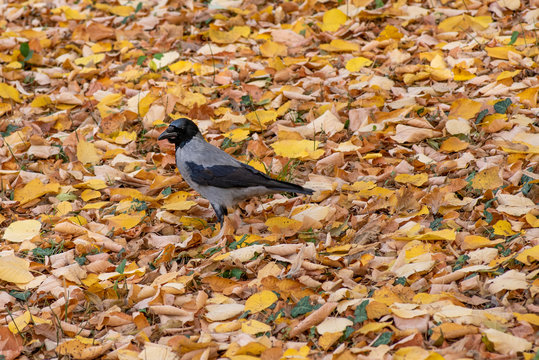 Hooded Crow (aka hoodie)  Corvus corone cornix