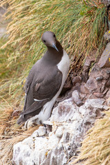A guillemot (Uria aalge) on a cliff edge on the Isle of May