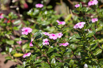  Soft Pink Catharanthus roseus flower