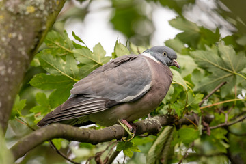 Wild wood pigeon (Columba palumbus) sitting on a tree.