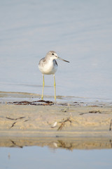 Grünschenkel im Herbst an der Ostsee