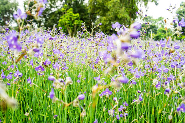 Fototapeta premium Flowering purple flowers in the green pasture.