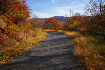 Beautiful  color autumn landscape in a forest with a winding roat