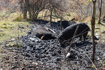 black pigs in the village
