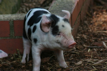 Spotty Piglet 