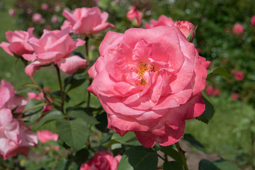 Fototapete bei efototapeten.de bestellen   