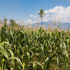 Corn field in Indonesia.