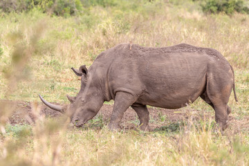 Obraz premium Rhinocéros