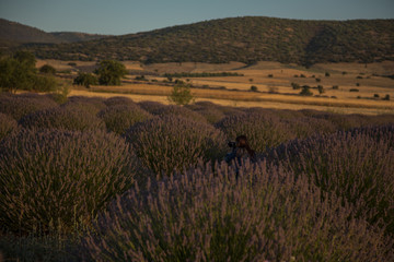Obraz na płótnie Canvas lavender fields Isparta Turkey Kuyucak village