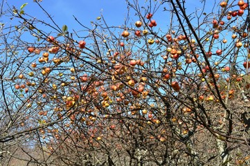 orchard in the autumn and apples
