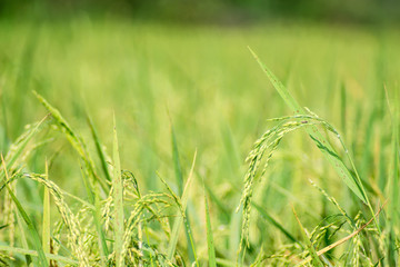 Fototapeta na wymiar Close up of rice grown in the field