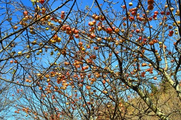 orchard in the autumn and apples
