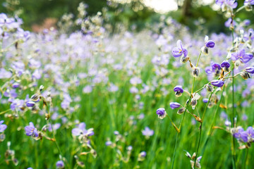 Obraz na płótnie Canvas Flowering purple flowers in the green pasture.