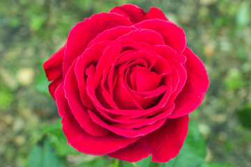 flawlessly beautiful Bud of a scarlet rose on a bed