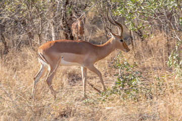 Naklejka premium Impala