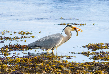 Grey Heron fishing