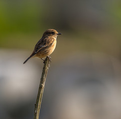 Saxicola rubicola 