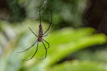 Spidermans with the nature green background