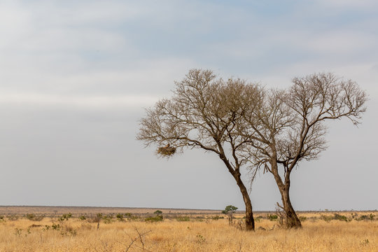 Arbres dans la savane sud africaine