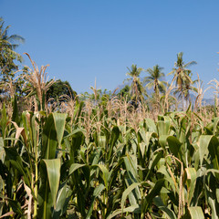 Corn field in Indonesia.