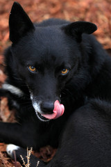 portrait of wild black dog