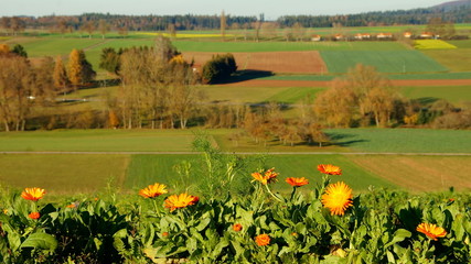 orange blühende Ringelblumen wachsen entlang des Weges von herbstlichen Feldern