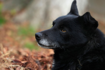 portrait of wild black dog