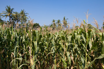 Corn field in Indonesia.