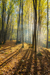 foggy morning in autumn forest. beautiful light through fog among the trees in yellow foliage